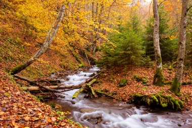 Sonbahar ormanındaki küçük dağ deresi