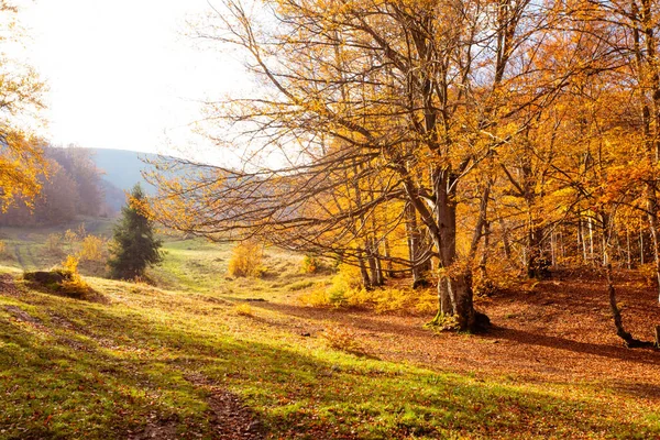 Ciepłe jesienne krajobrazy w jesiennym lesie — Zdjęcie stockowe