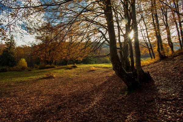 Herfst bos en weide met zonlicht door de mist — Stockfoto