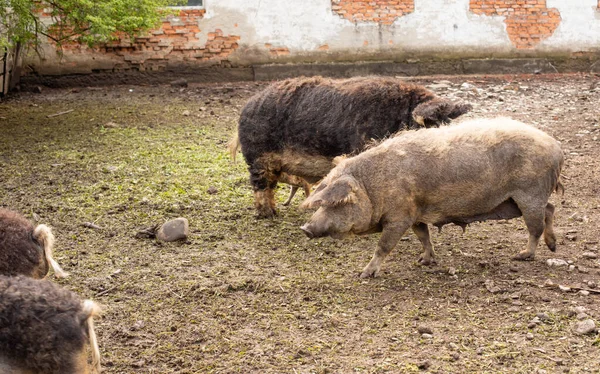 Vuil varken en biggen met krullend haar op de boerderij — Stockfoto