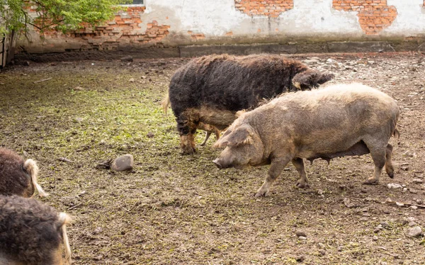 Špinavé prase a selata s kudrnatými vlasy na venkovní farmě — Stock fotografie