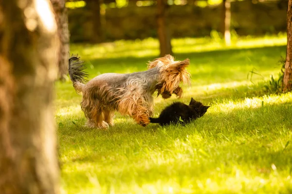 Small doggy chasing cute black kitten on the lawn — Stock Photo, Image