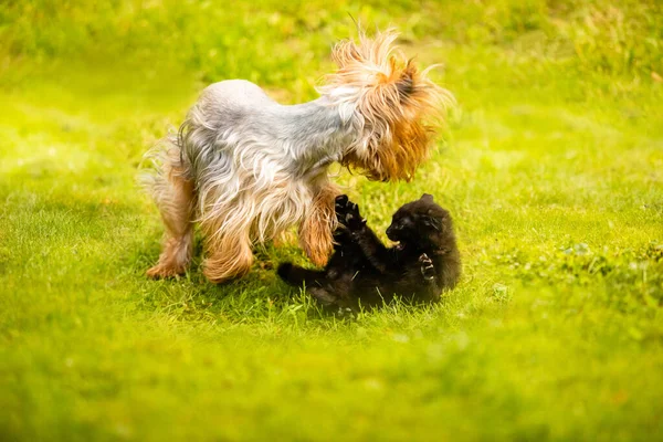 Perro de raza pura y gatito negro en césped verde —  Fotos de Stock