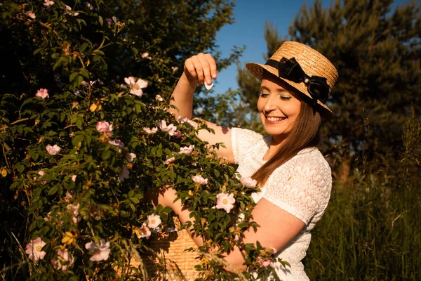 Picking wild rose petals for aromatic herbal tea — Stock Photo, Image