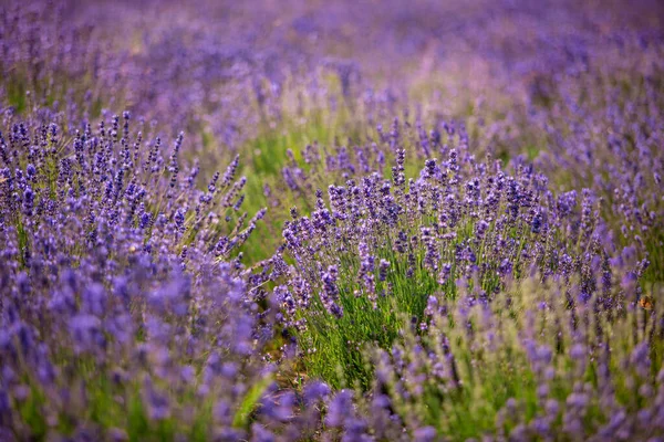Het vredige landschap met paarse lavendelstruiken — Stockfoto
