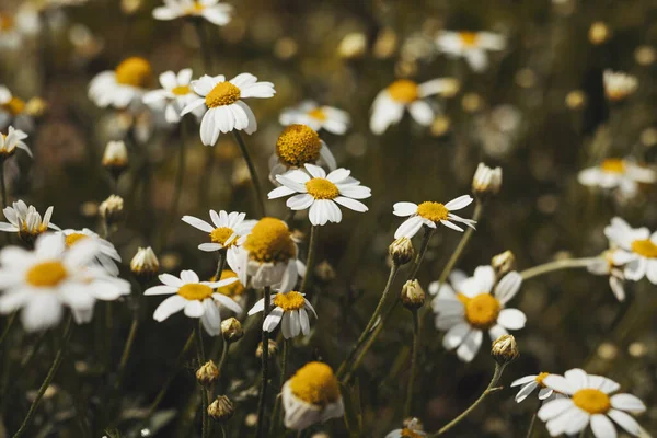 Den vackra busken av kamomill på en sommardag — Stockfoto