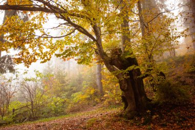 Sonbahar ormanındaki büyük meşe ağacı.