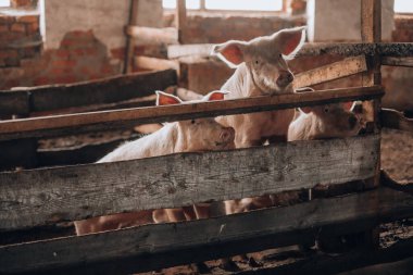 Ahşap çitten kaçmaya çalışan domuzlar.