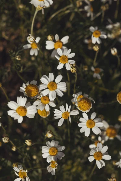 The beautiful bush of chamomile on a summer day — Stock Photo, Image