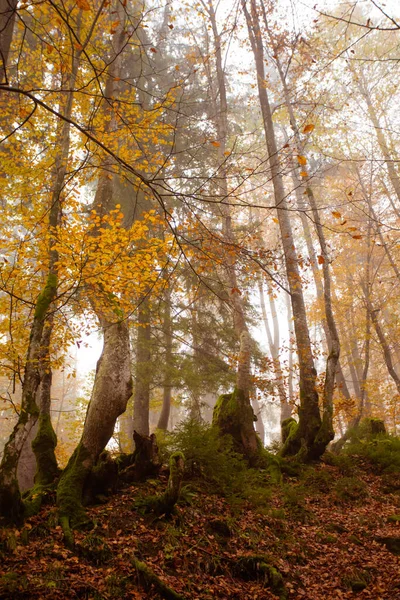 O grande carvalho velho na floresta de outono — Fotografia de Stock