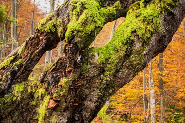 Природа подробно mashrooms и мох на гнилом дереве — стоковое фото