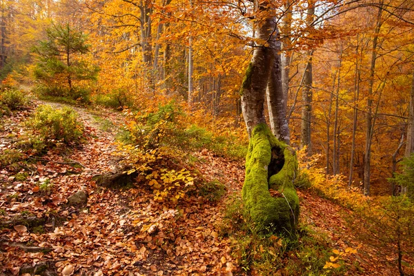 El viejo árbol inclinado cubierto de musgo en una pendiente empinada — Foto de Stock