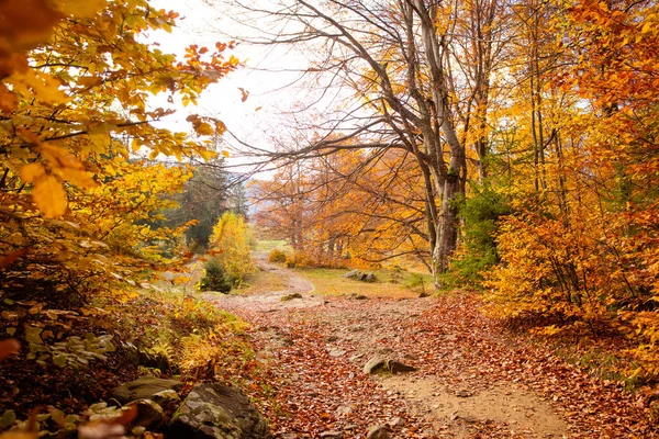 Sonbahar ormanında, parlak güneş tepeden yükseliyor. — Stok fotoğraf