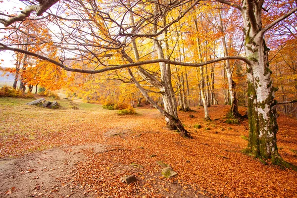 Warm herfstlandschap in het herfstbos — Stockfoto