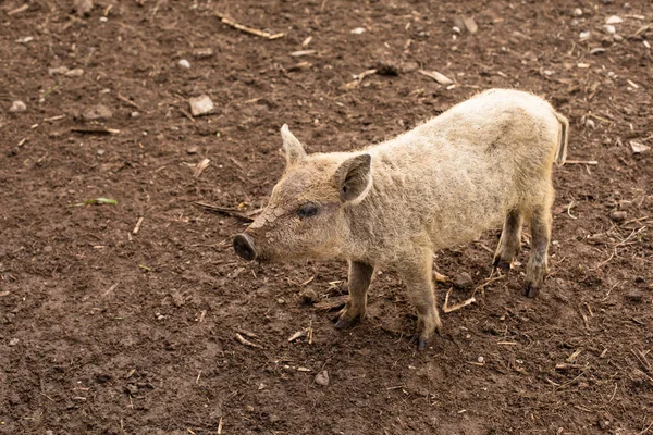 Açık havada yaşayan sevimli kıvırcık domuzcuklar. — Stok fotoğraf