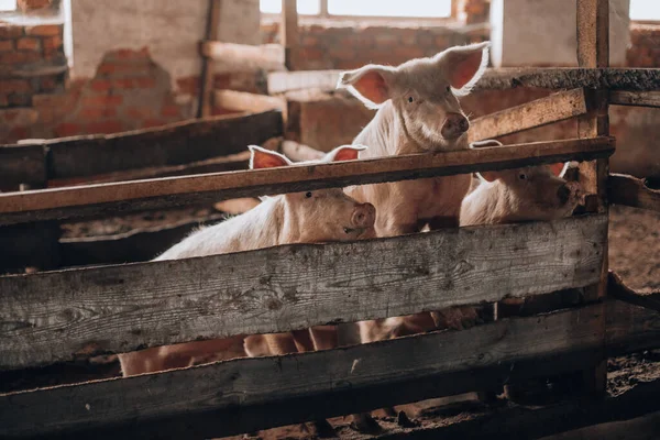 Schweine versuchen, aus dem Holzzaun zu kommen — Stockfoto