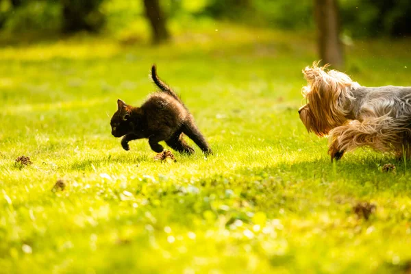 Pequeño perrito persiguiendo lindo negro gatito en el césped — Foto de Stock