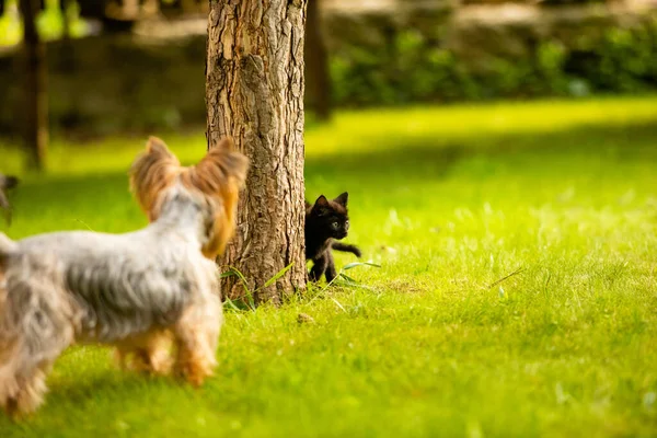 Perro ha cogido un gatito en un tronco de árbol y sosteniéndolo —  Fotos de Stock
