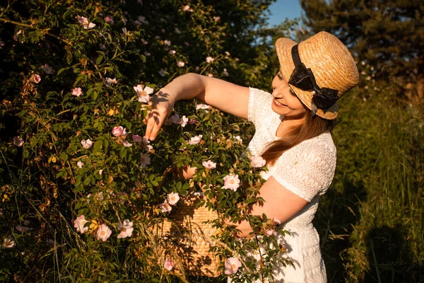 Colhendo pétalas de rosa selvagens para chá de ervas aromáticas — Fotografia de Stock