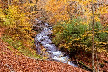 Sonbahar ormanındaki küçük dağ deresi
