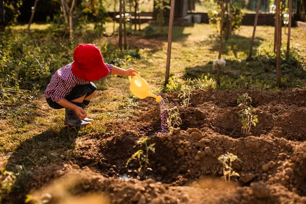 Anak kecil yang lucu menyiram tanaman tomat di kebun. — Stok Foto