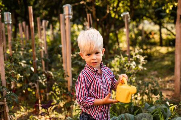 The baby boy waters the cabbage uses a watering can — Stock Photo, Image