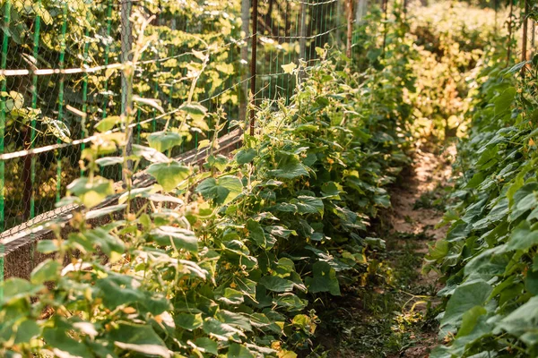 Tuin bed met komkommers op de zonnige dag — Stockfoto