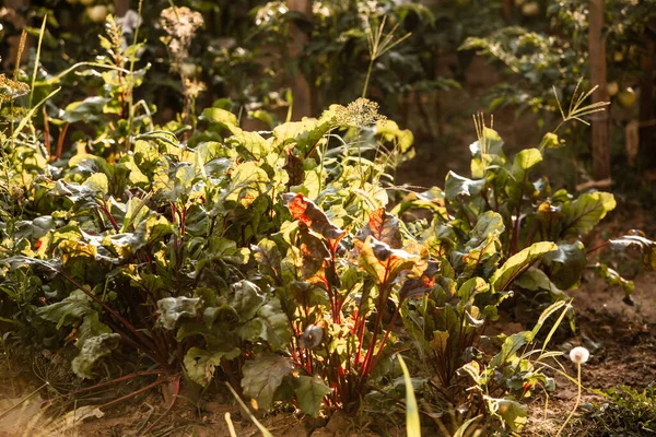 在阳光灿烂的日子里，种上了甜菜的园床 — 图库照片