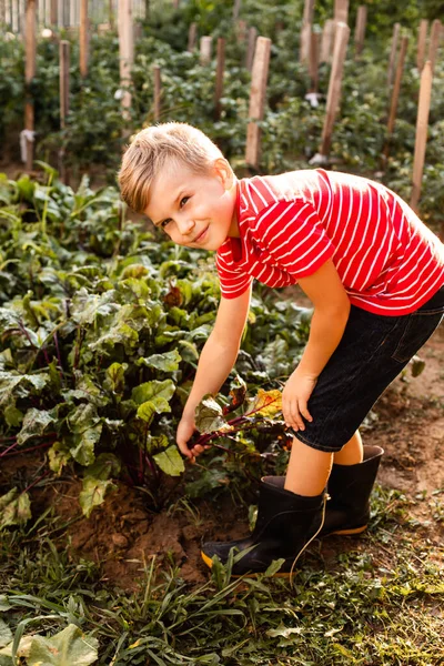 The boy rejoices after picking the fresh beet — Stock Photo, Image