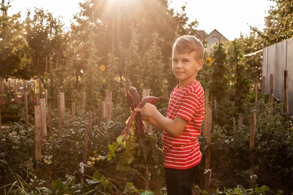 The boy rejoices after picking the fresh beet — Stock Photo, Image