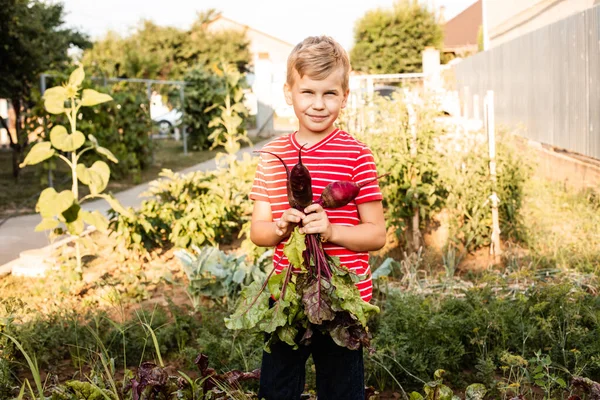 The boy rejoices after picking the fresh beet — Stock Photo, Image