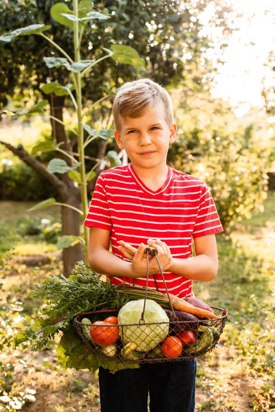 The little farmer holds a basket of fresh vegetables — Stock Photo, Image