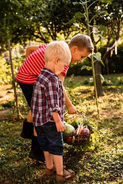 Saudara-saudara kecil mengumpulkan sayuran segar di kebun — Stok Foto