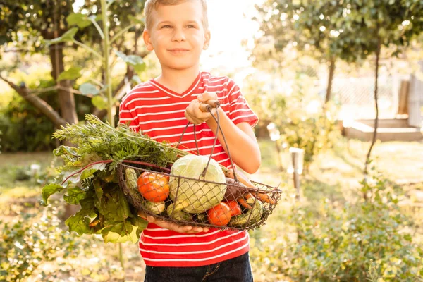 O pequeno agricultor tem uma cesta de legumes frescos — Fotografia de Stock