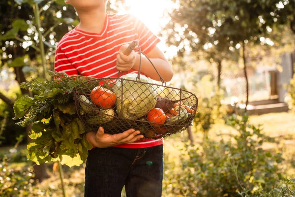 The little farmer holds a basket of fresh vegetables — Stock Photo, Image