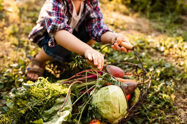 The toddler examines a basket of vegetables — Stock Photo, Image