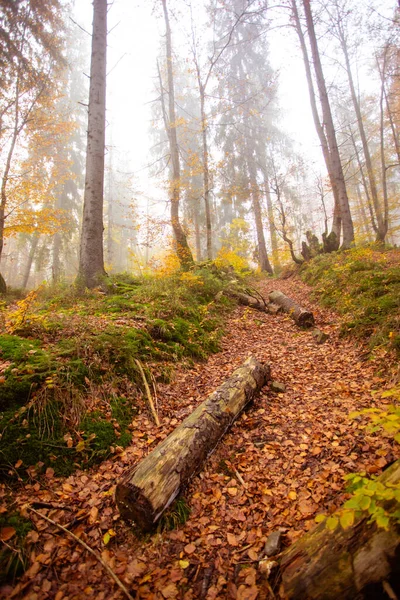 Nádherná podzimní příroda horského lesa — Stock fotografie