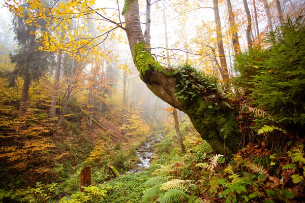 La maravillosa naturaleza otoñal del bosque de montaña — Foto de Stock