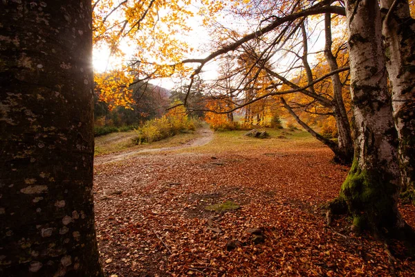 산악 지대에 있는 가을 숲의 전원 풍경 — 스톡 사진