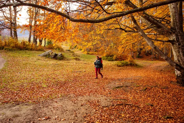 De vrouwelijke wandelaar reist door het bos en kijkt rond. — Stockfoto