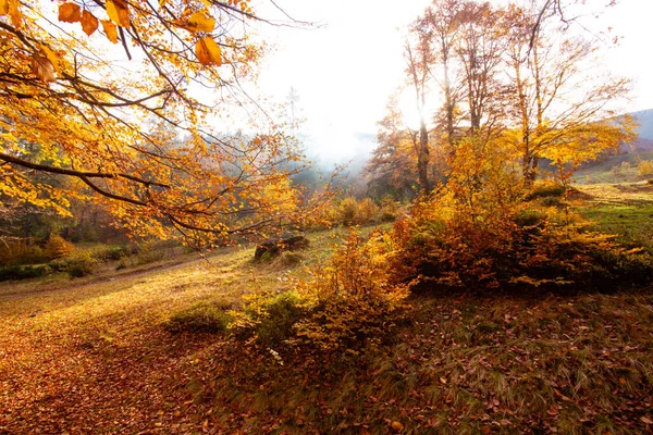 The bright sun rises over the hill in the autumn forest — Stock Photo, Image