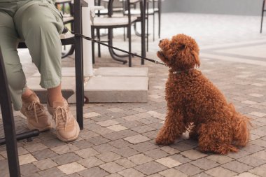 Evcil hayvan dostu kafede sevimli bir kaniş.