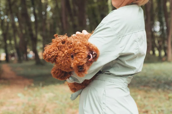 Cute ziewanie pies w rękach właścicielki — Zdjęcie stockowe