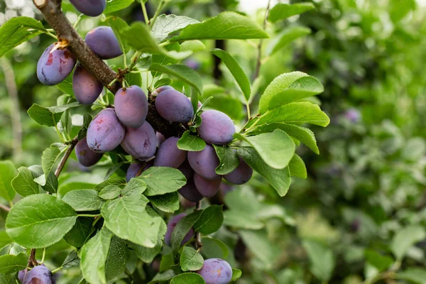 Prunes bleues mûres fraîches sur la branche dans le verger, l'agriculture locale — Photo