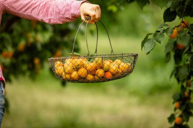 Kadın el ele tutuşma sepeti ve taze kayısılar.
