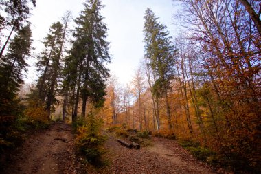Karpatya dağlarındaki ormanları kesme sorunu