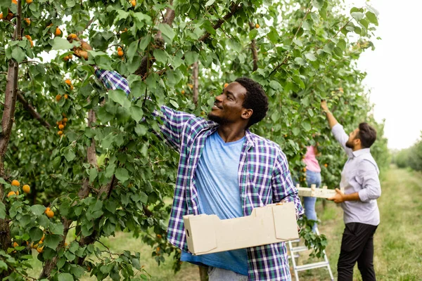 Medewerkers op de fruitkwekerij na oogst — Stockfoto