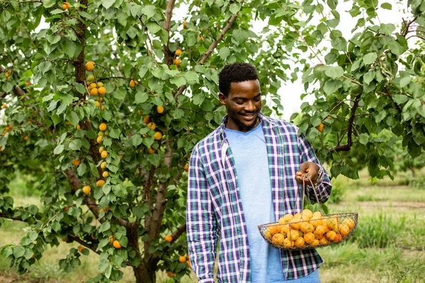 Afrikaanse man staan in fruit tuin, met mand van rijpe abrikozen — Stockfoto