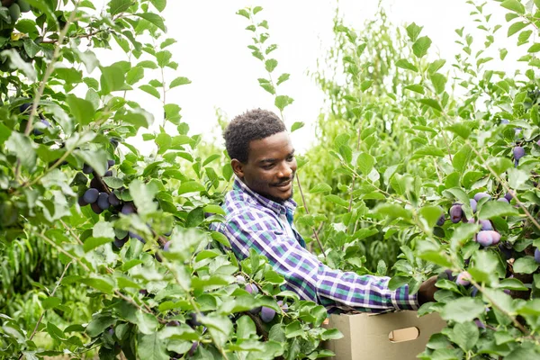 Afrikaanse Amerikaanse tuinman plukken rijpe pruimen in de tuin — Stockfoto