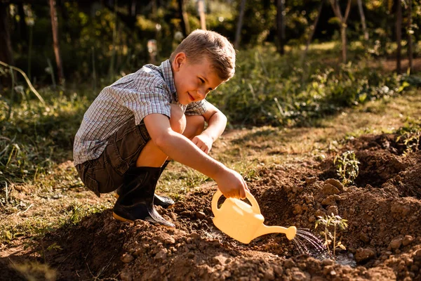 Μαθητευόμενος ποτίζει ντοματιές στον κήπο — Φωτογραφία Αρχείου